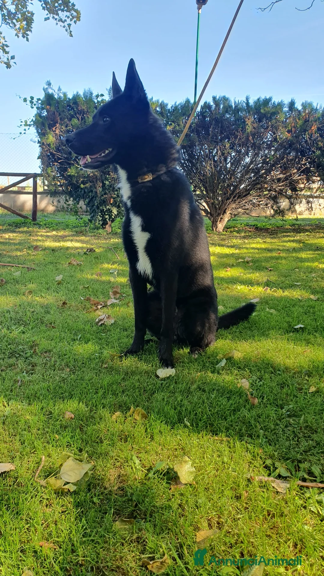 Altre razze cani in regalo: Filippo, cucciolone di un anno cerca casa - Annuncio 6