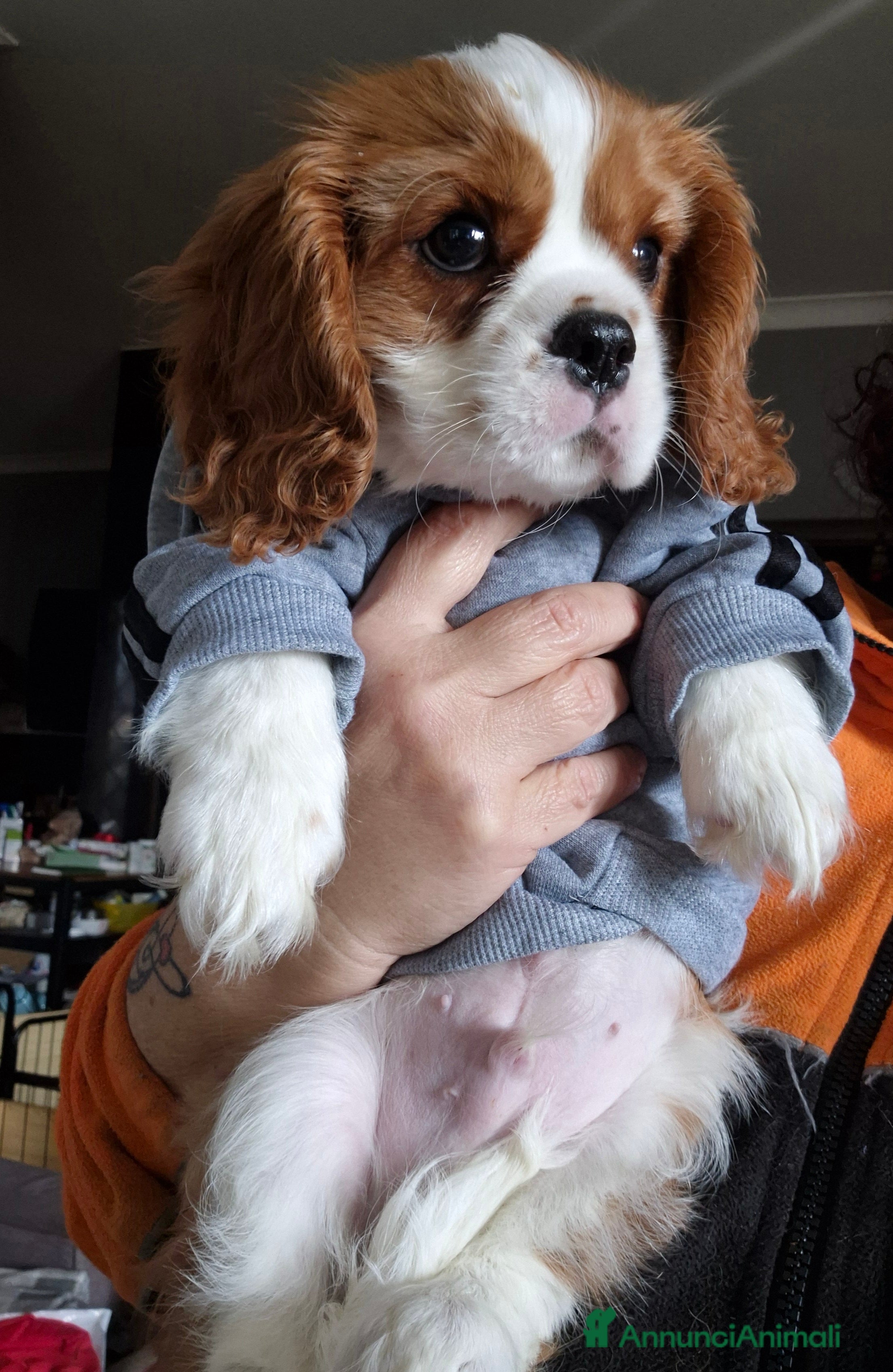 Cavalier King cani Cuccioli Cavalier King Charles Spaniel  - Annuncio 1