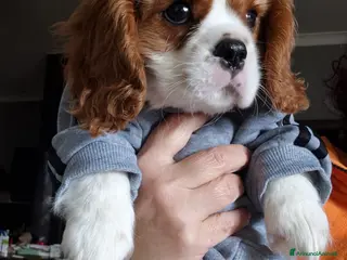 Cavalier King cani Cuccioli Cavalier King Charles Spaniel - Annuncio 10