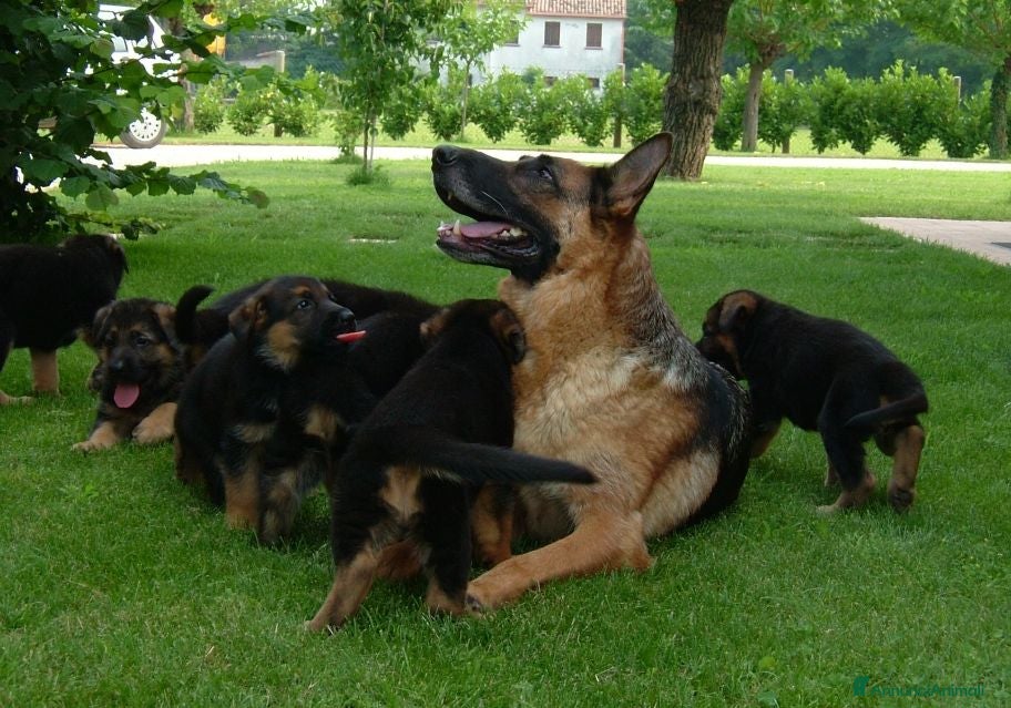 Pastore Tedesco cani CUCCIOLI PASTORE TEDESCO - Annuncio 1