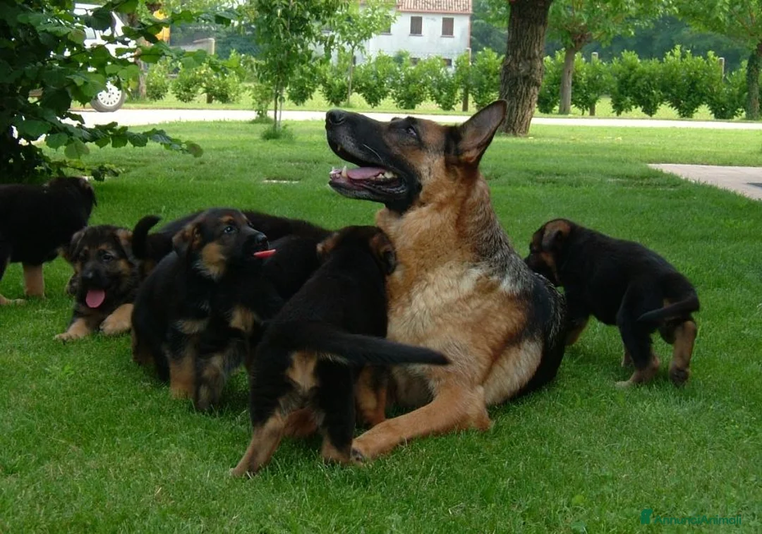 Pastore Tedesco cani in vendita: CUCCIOLI PASTORE TEDESCO - Annuncio 1