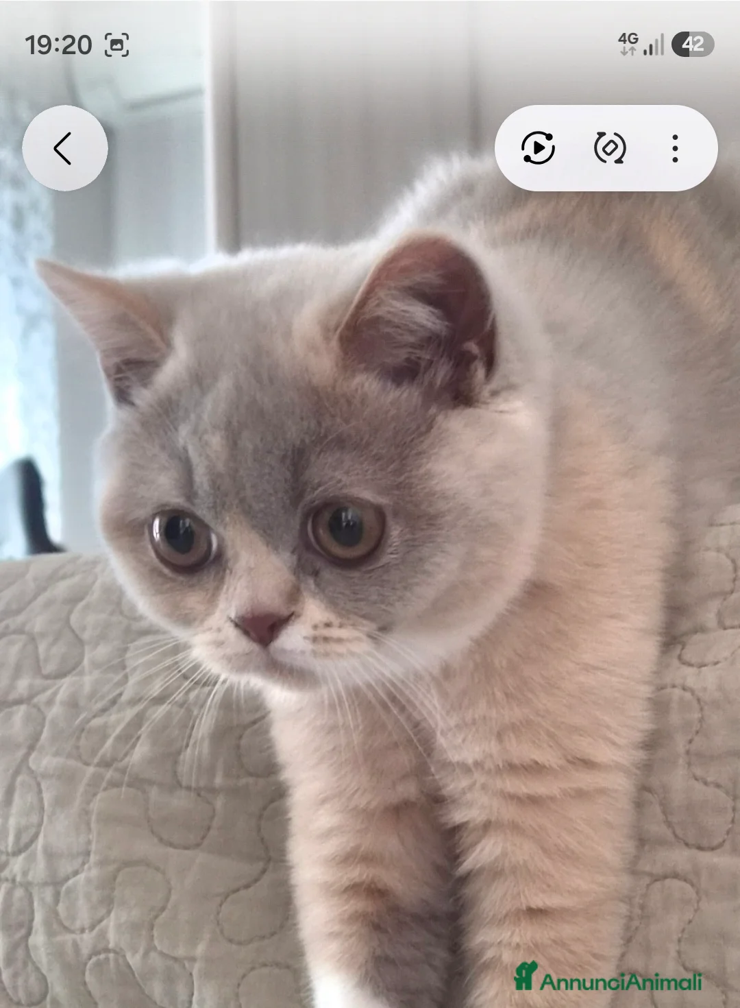 British gatti in vendita: British shorthair  - Annuncio 2