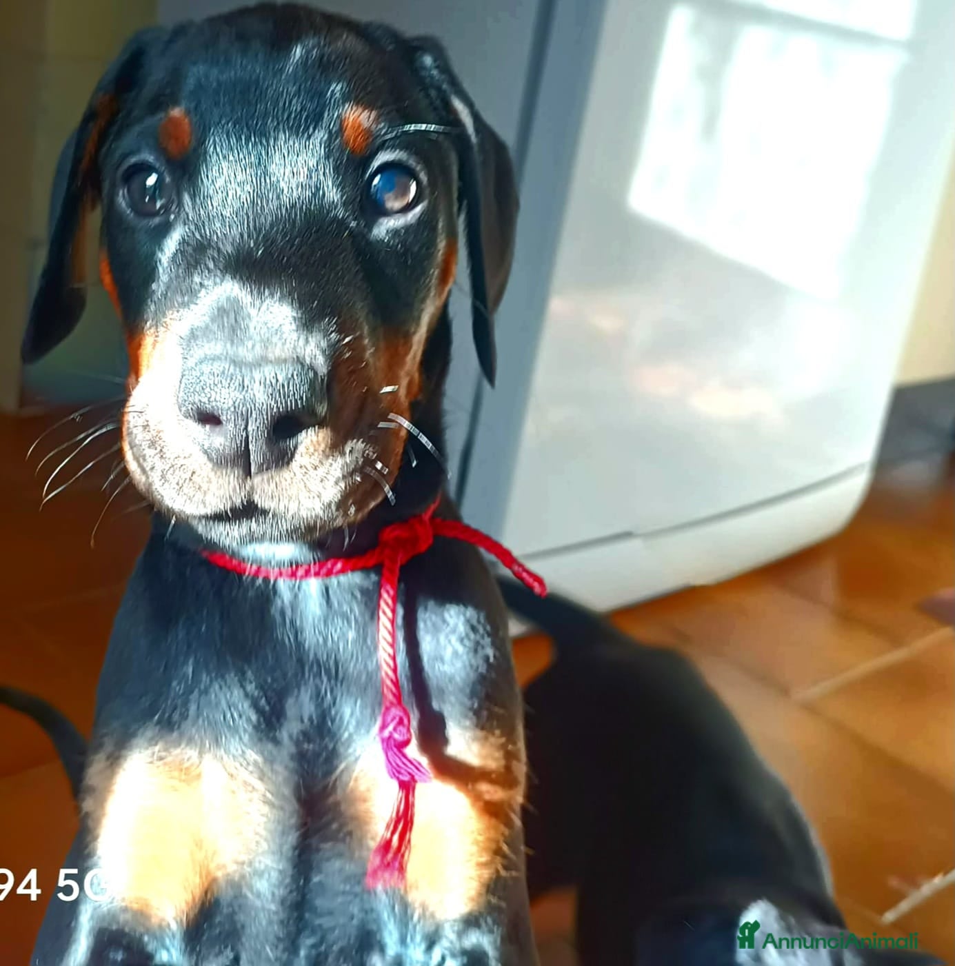 Dobermann cani Cucciole dobermann cercano casa 💞 - Annuncio 2