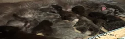 Maine Coon gatti in vendita: Cuccioli di maine coon  - Annuncio 4