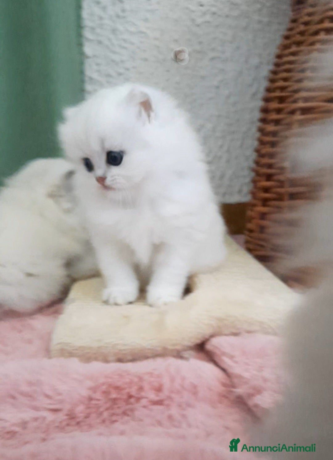 British gatti in vendita: Cuccioli British longhair con pedigree  - Annuncio 5