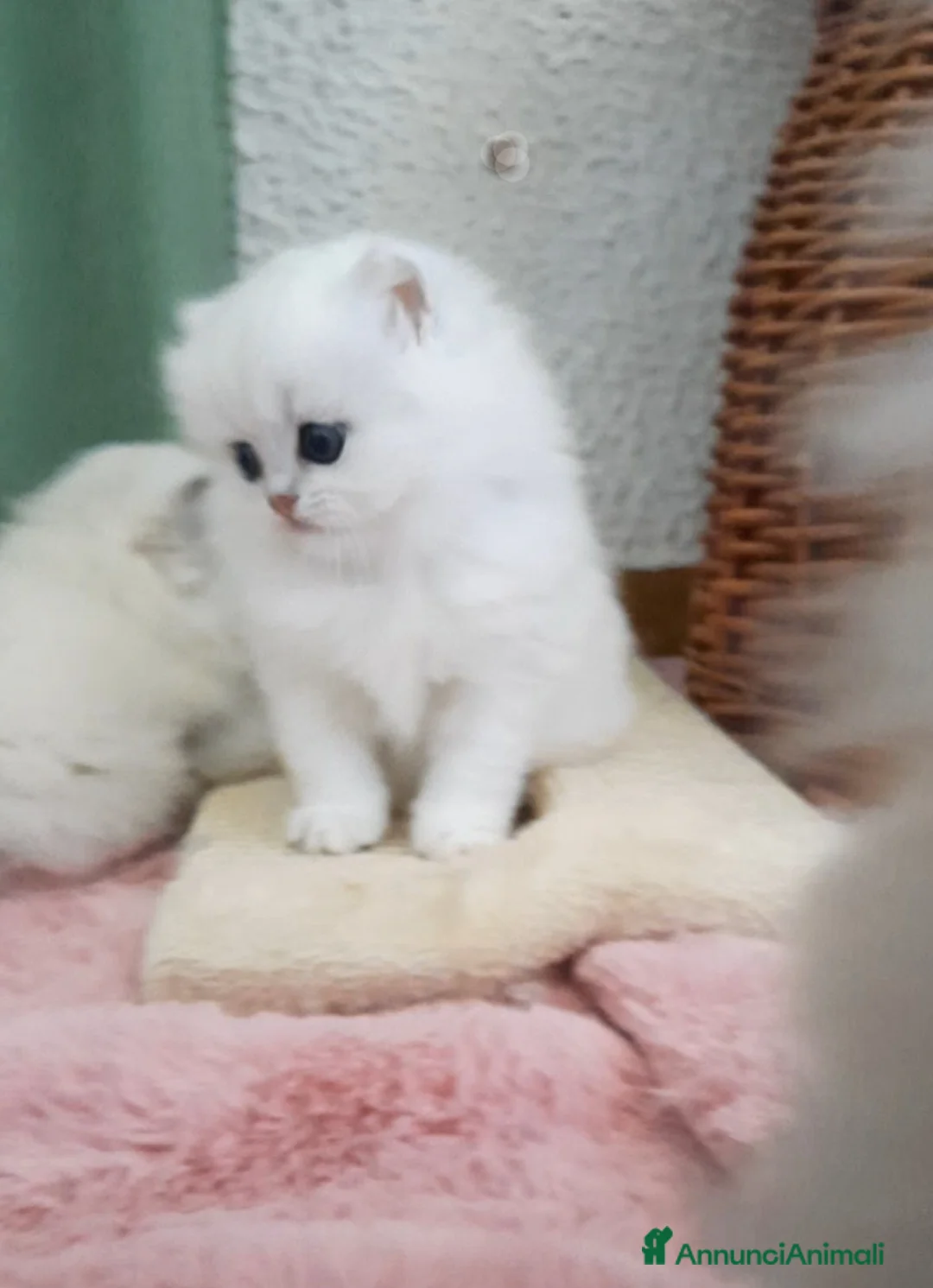 British gatti in vendita: Cuccioli British longhair con pedigree  - Annuncio 3