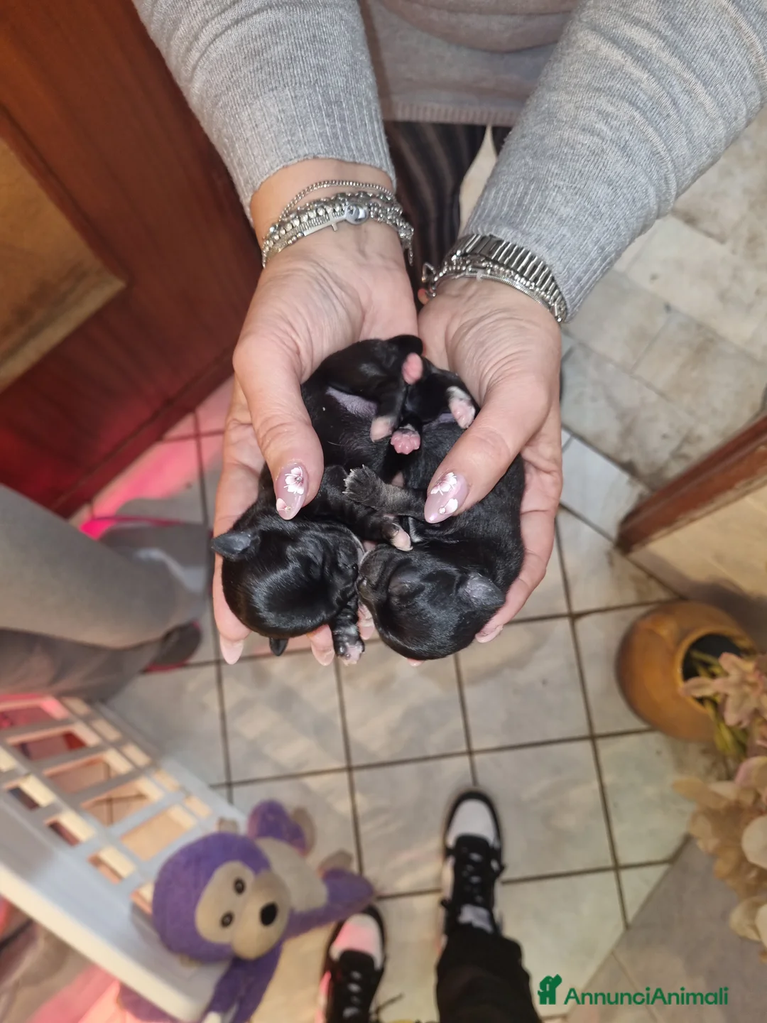 Chihuahua cani in vendita: Cuccioli di chihuahua toy  - Annuncio 9