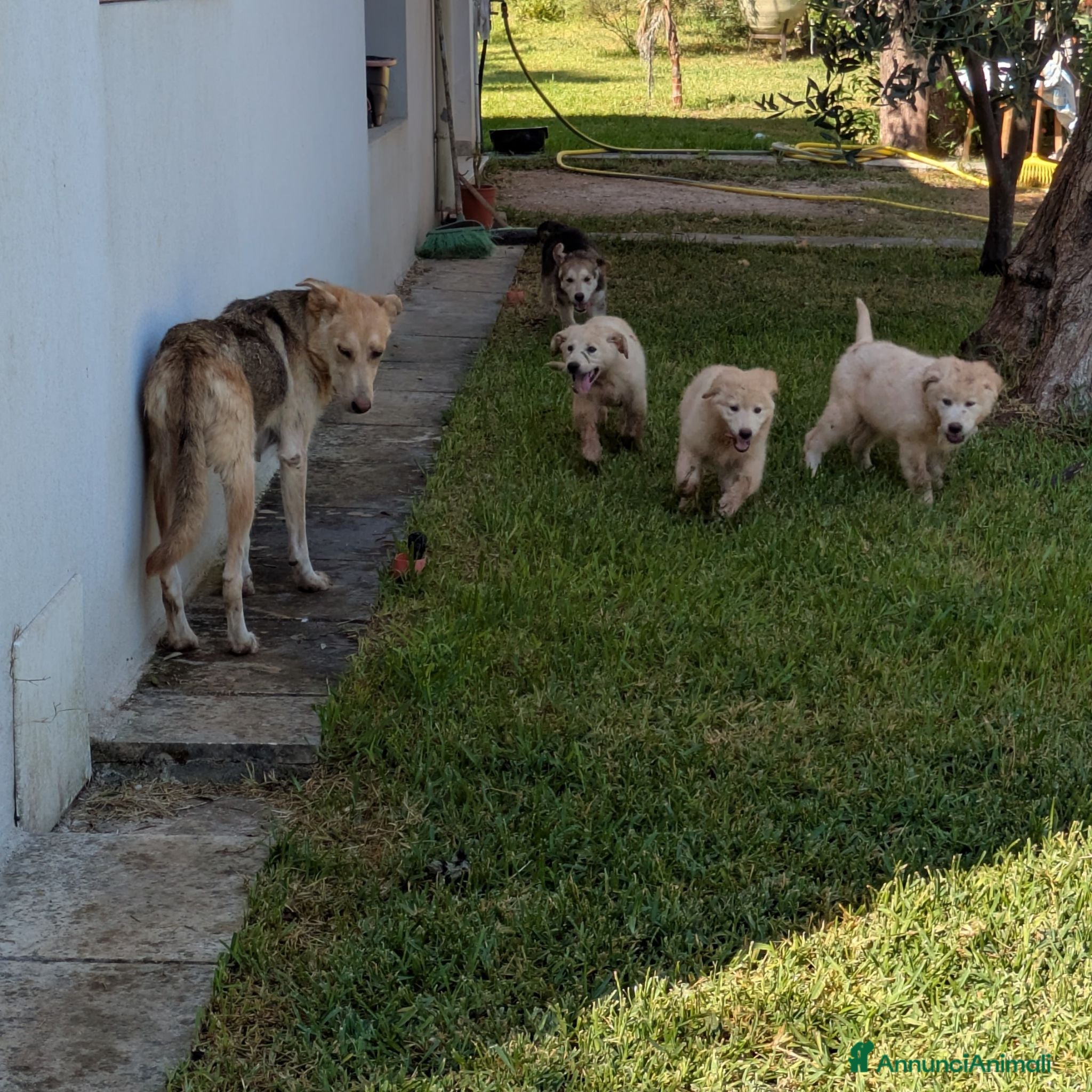 Meticcio cani Cuccioli meticci cercano casa - Annuncio 3