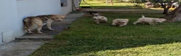 Meticcio cani in regalo: Cuccioli meticci cercano casa - Annuncio 1