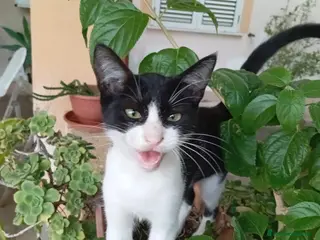 Altre razze gatti GATTI SOCIEVOLI - Annuncio 2