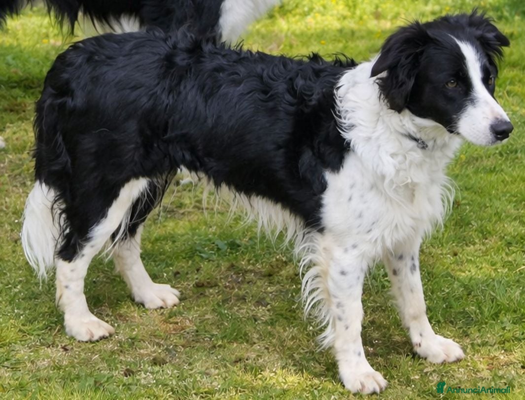 Border Collie cani 3 Cuccioli Border Collie Maschio con Pedigree - Annuncio 34