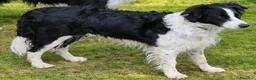 Border Collie cani in vendita: 3 Cuccioli Border Collie Maschio con Pedigree a Provincia di Padova - Annuncio 1
