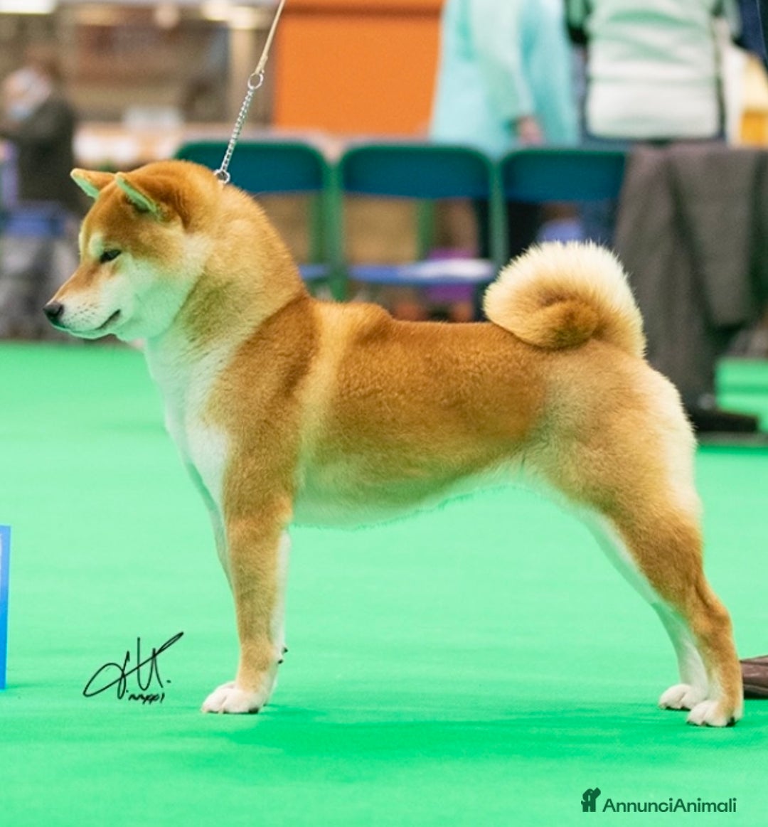 Shiba Inu cani in vendita: Shiba inu cuccioli  - Annuncio 27