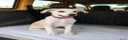 Meticcio cani in regalo: Nanà, taglia media! (25kg-4 mesi)  a Provincia di Pavia - Annuncio 1