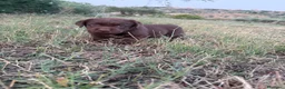Labrador cani in vendita: Cuccioli Labrador Choco  - Annuncio 8