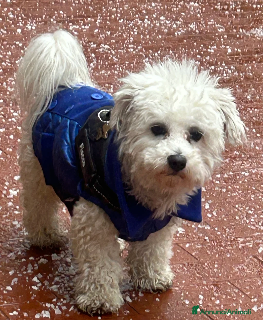 Immagine della galleria {{count}}