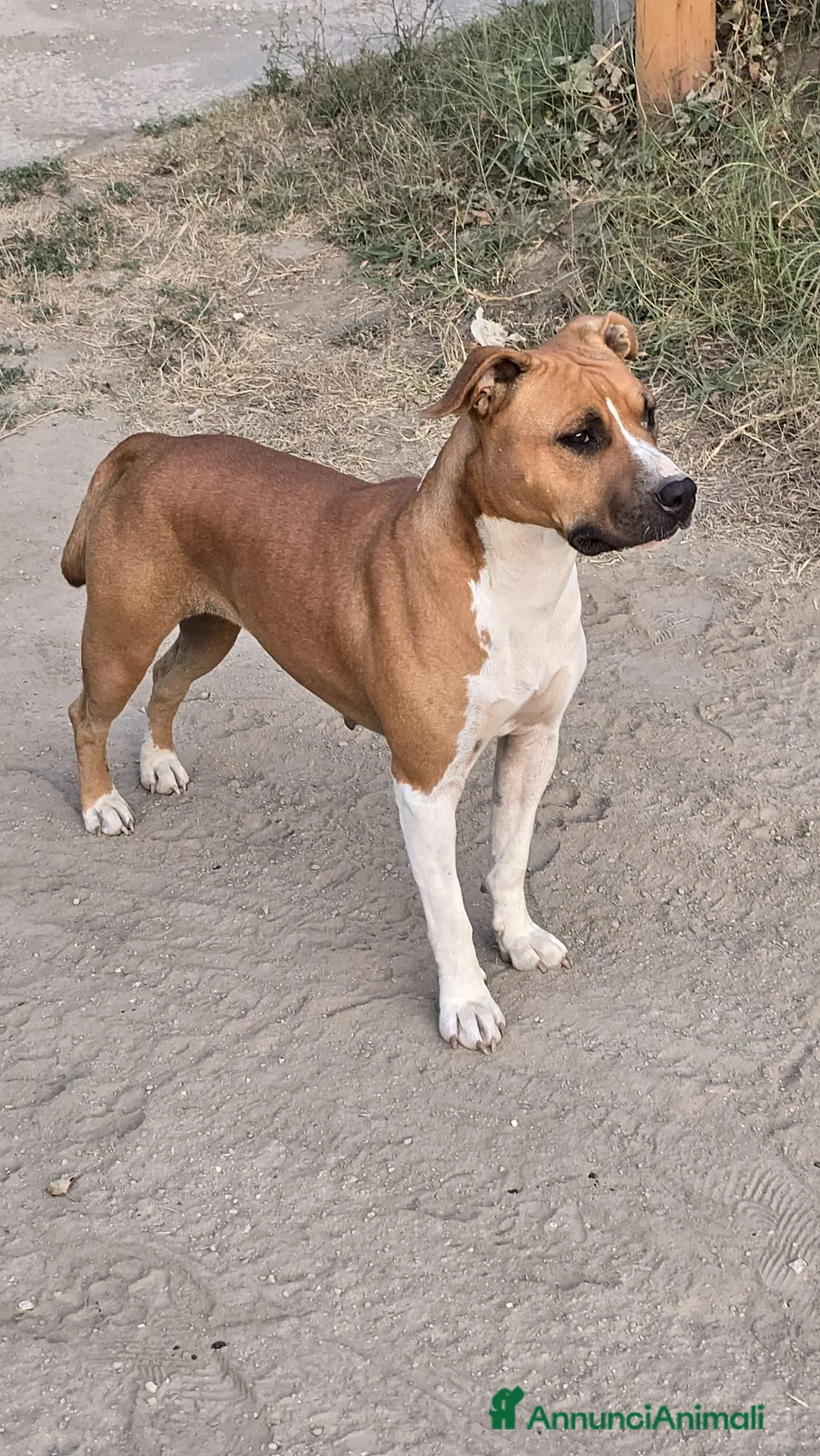 American Staffordshire cani in vendita: Amstaff  - Annuncio 1