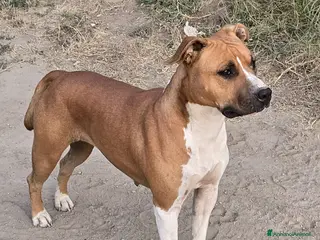 American Staffordshire cani Amstaff - Annuncio 1