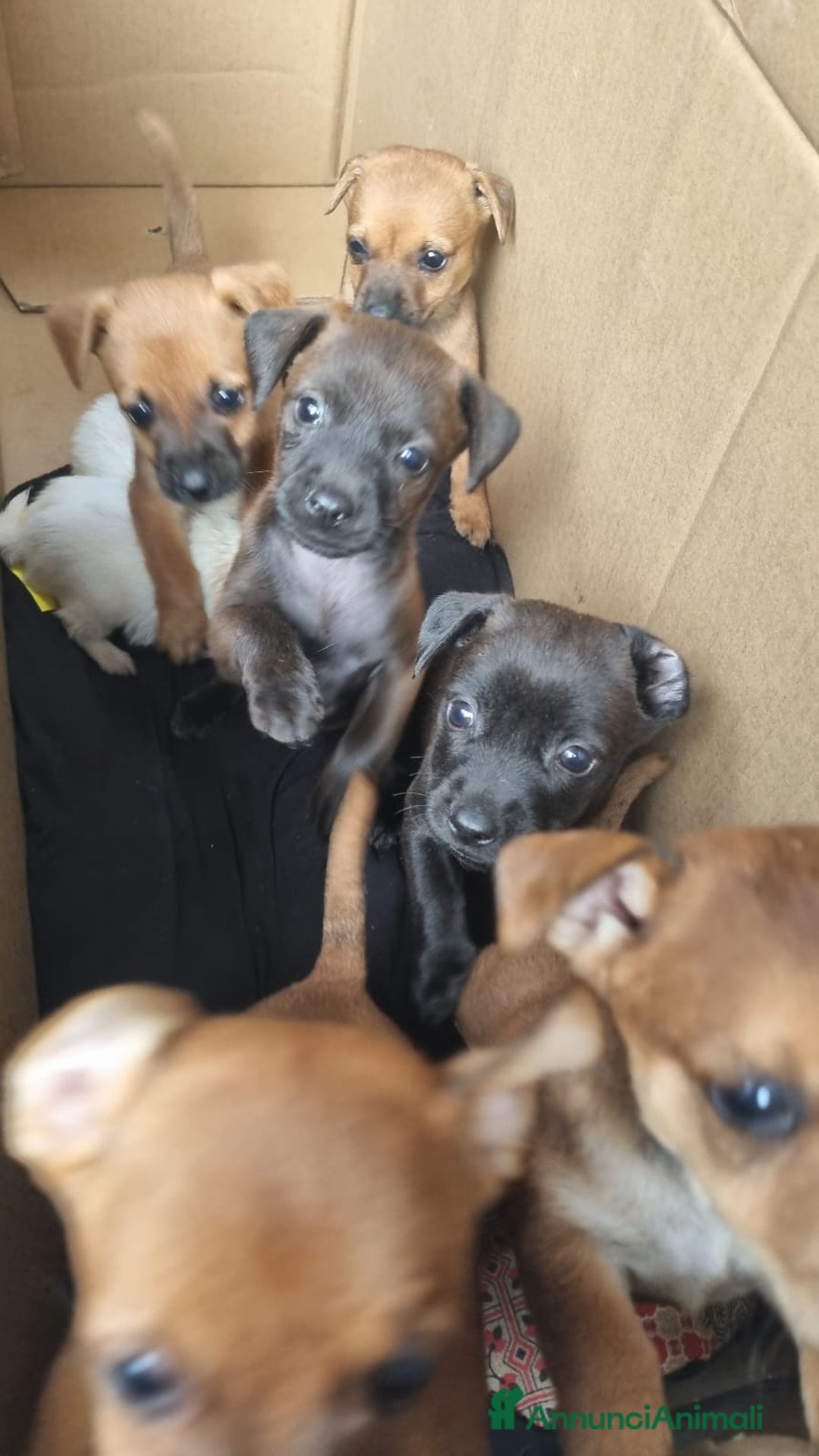 Meticcio cani in vendita: Chiuawa/pincher  a Città metropolitana di Roma Capitale - Immagine 1