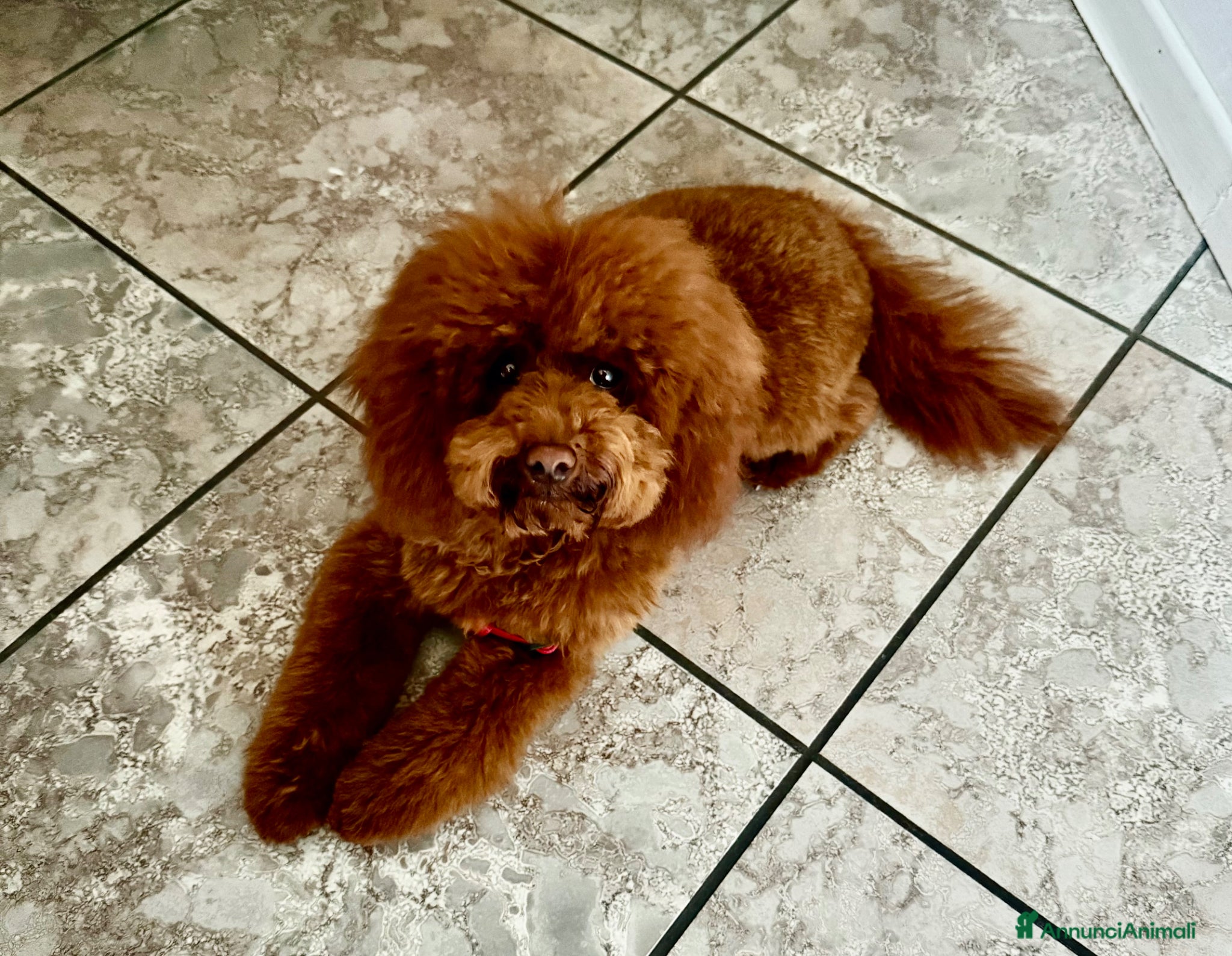 Barboncino Toy cani Splendido Barboncino Toy con pedigree – 6 mesi - Annuncio 1