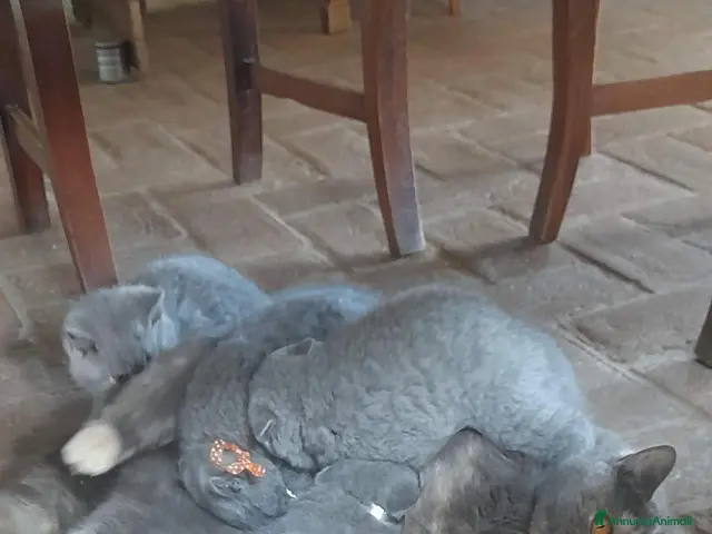 British gatti in vendita: Femmina British - Annuncio 1