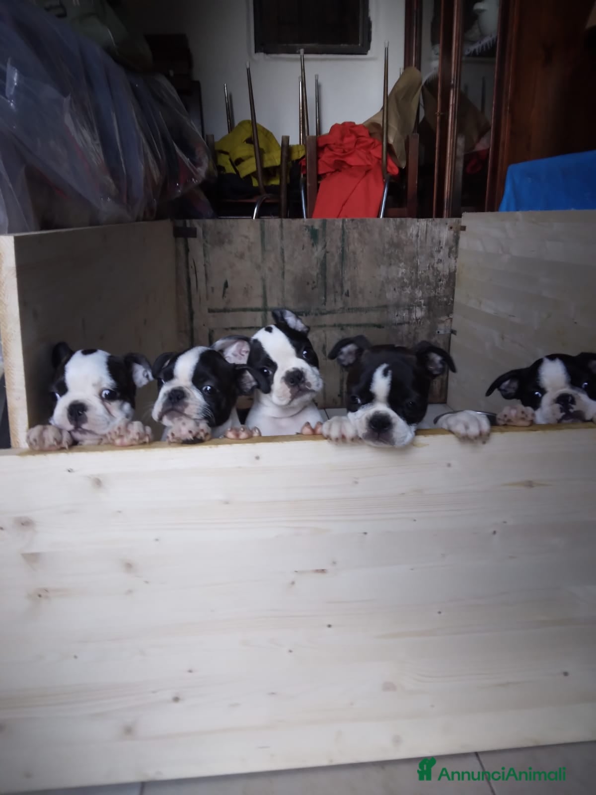 Boston Terrier cani Cuccioli di Boston terrier selezionati disponibili - Annuncio 2