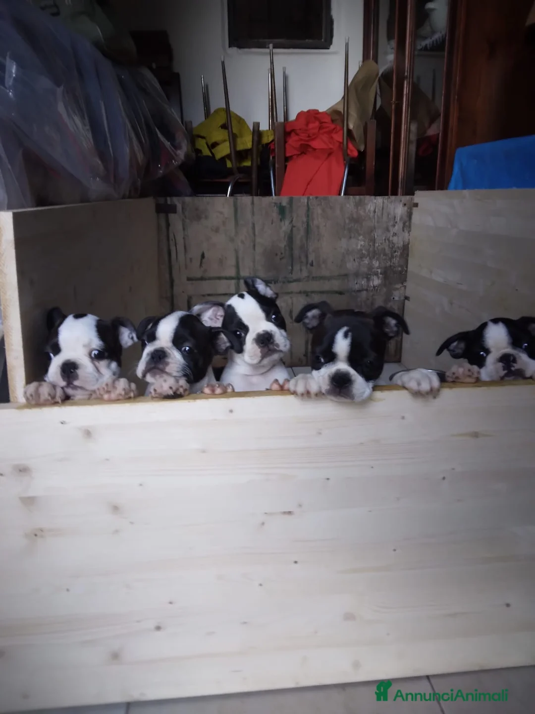 Boston Terrier cani in vendita: Cuccioli di Boston terrier selezionati disponibili - Annuncio 2