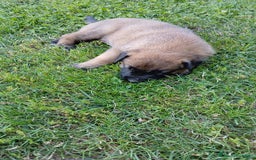 Pastore Belga cani in vendita: REX Pastore Belga Malinois,maschio con pedigree  a Provincia di Verona - Immagine 2