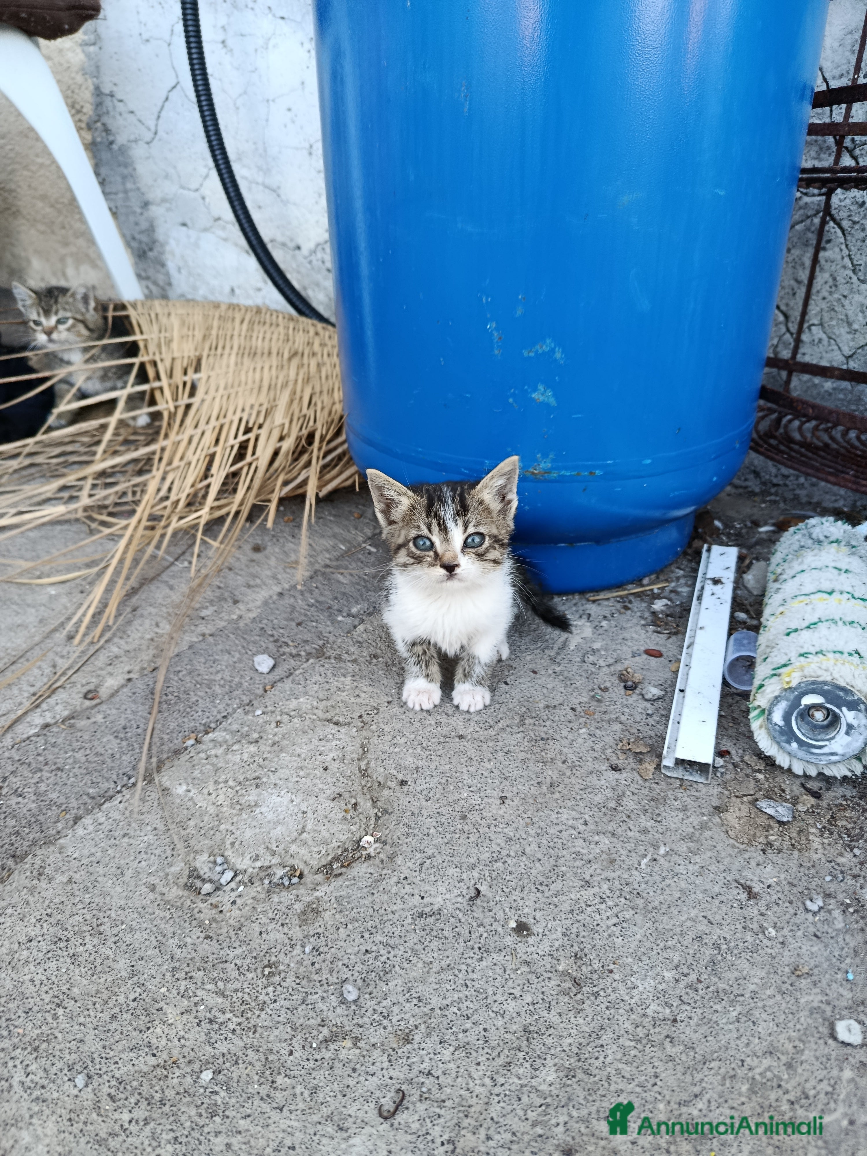 Altre razze gatti Gattini - Annuncio 4