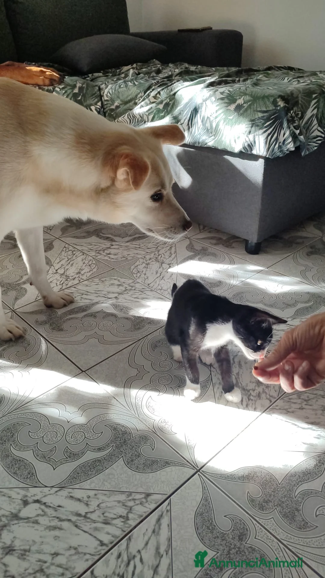 Meticcio gatti in regalo: 3mesi,occhi verdi,LE MANCA UNA ZAMPINA! MILANO - Annuncio 2