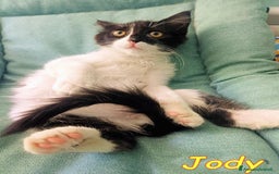 Europeo gatti in regalo: BAFFYE   E  JODY GATTINI a Città metropolitana di Roma Capitale - Immagine 2