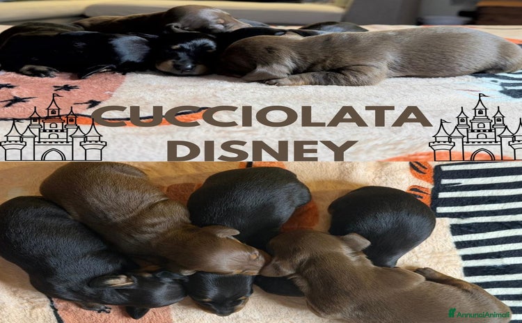 Bassotto cani - Annuncio 2