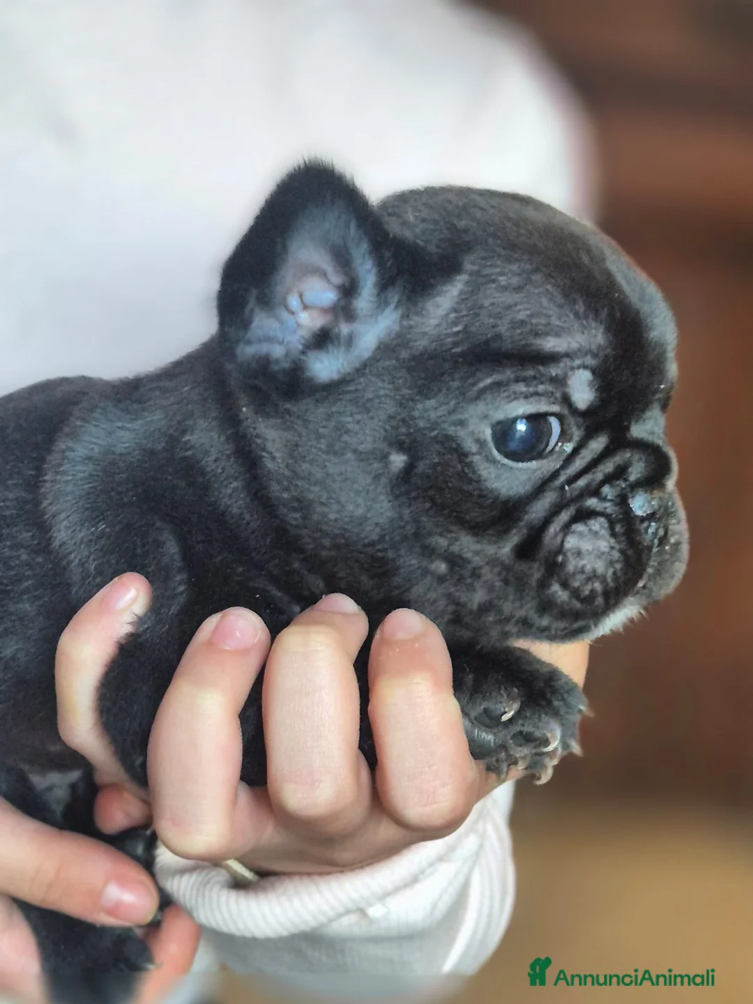 Bulldog Francese cani in vendita: Bouledogue francesi cuccioli con Pedigree Enci - Annuncio 5