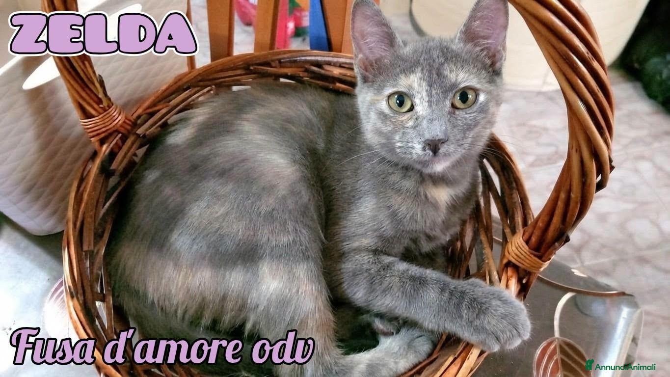 Europeo gatti ZELDA, dolce gattina da adottare. - Annuncio 22