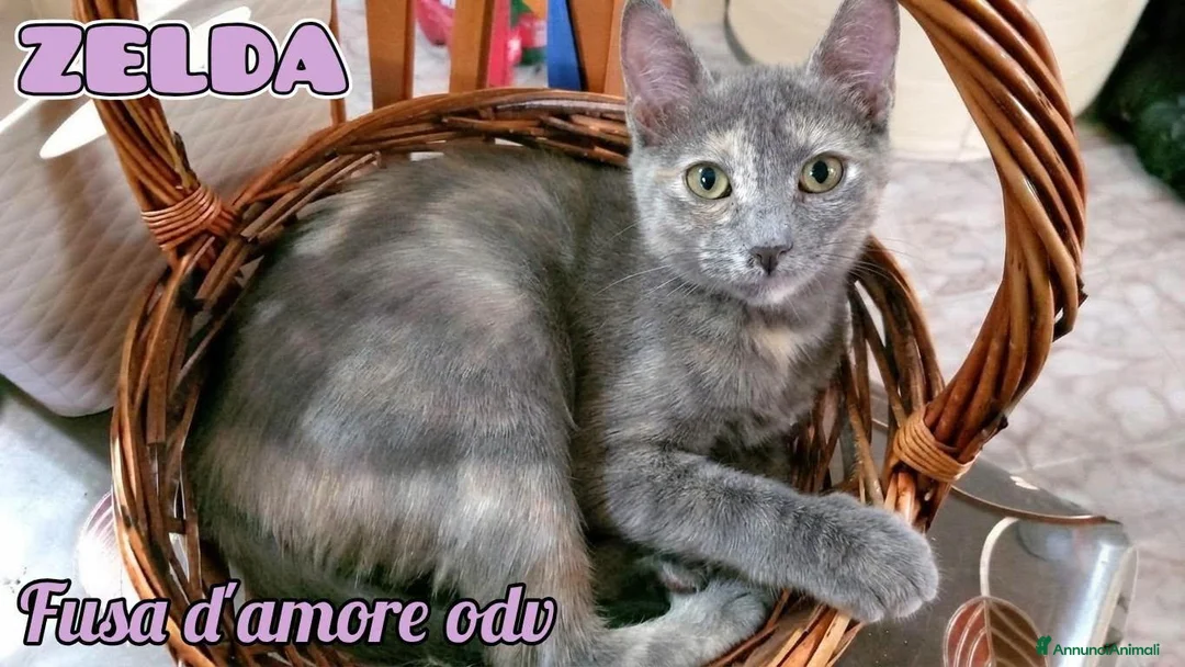 Europeo gatti in regalo: ZELDA, dolce gattina da adottare. - Annuncio 1