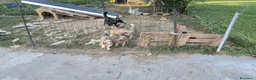 Meticcio cani in regalo: Regalo cuccioli - Annuncio 2