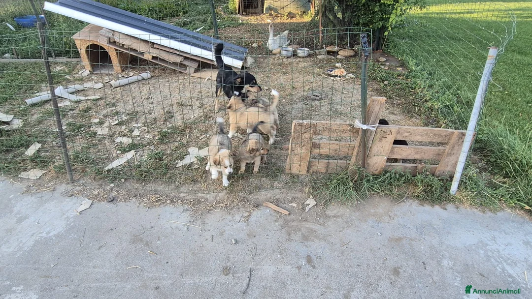 Meticcio cani in regalo: Regalo cuccioli - Annuncio 2