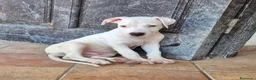 Meticcio cani in regalo: Cucciolo simil pitbull o dogo  a Provincia di Monza e della Brianza - Annuncio 3
