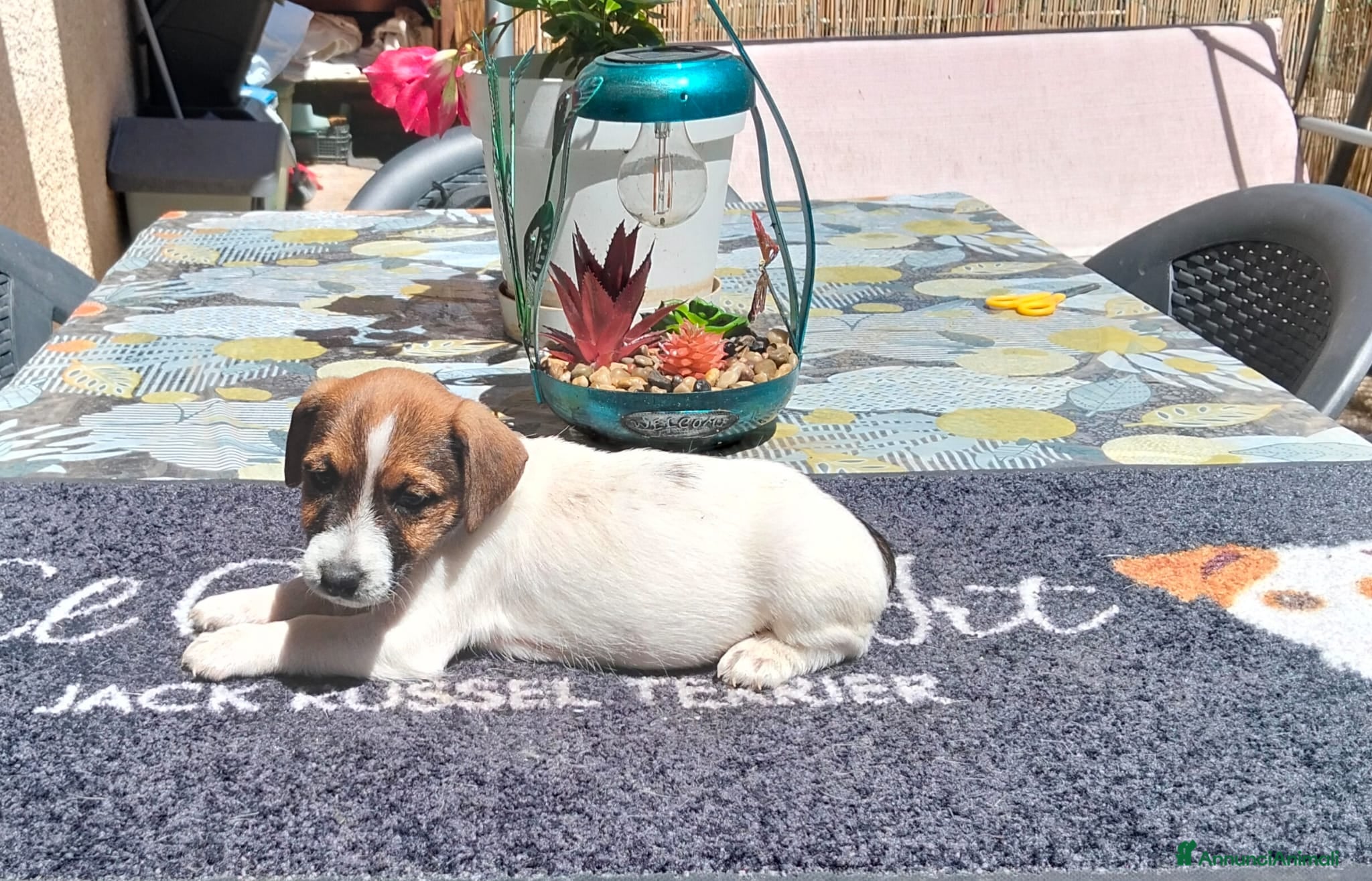 Jack Russell cani Cuccioli di jack Russell pedigree Roi  - Annuncio 1