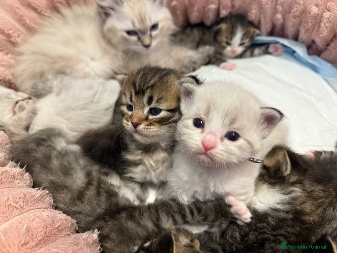 Siberiano gatti in vendita: Gattini siberiani - Annuncio 2