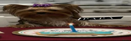 Yorkshire cani per accoppiamento: Yorkshire Terrier cerc compagna per accoppiamento  - Annuncio 3