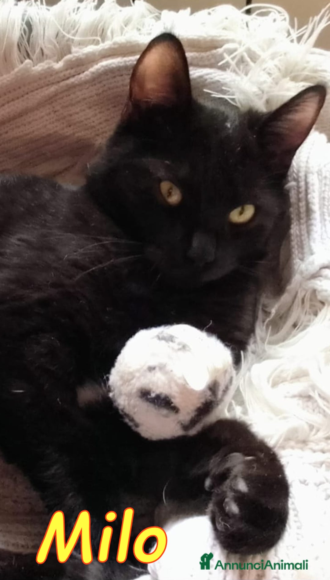 Europeo gatti in regalo: MILO GATTINO BELLISSIMO - Annuncio 1