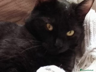 Europeo gatti MILO GATTINO BELLISSIMO - Annuncio 1