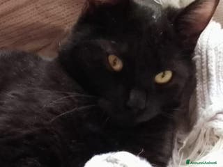 Europeo gatti MILO GATTINO BELLISSIMO - Annuncio 25