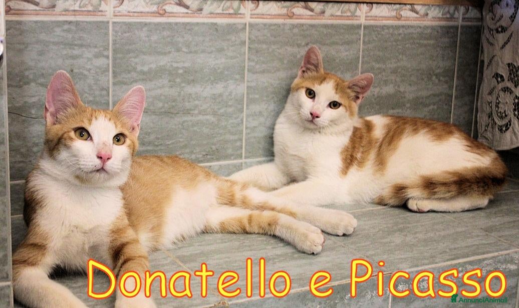 Europeo gatti Donatello e Picasso gattini supercoccoli - Annuncio 16