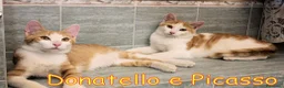 Europeo gatti in regalo: Donatello e Picasso gattini supercoccoli - Annuncio 1