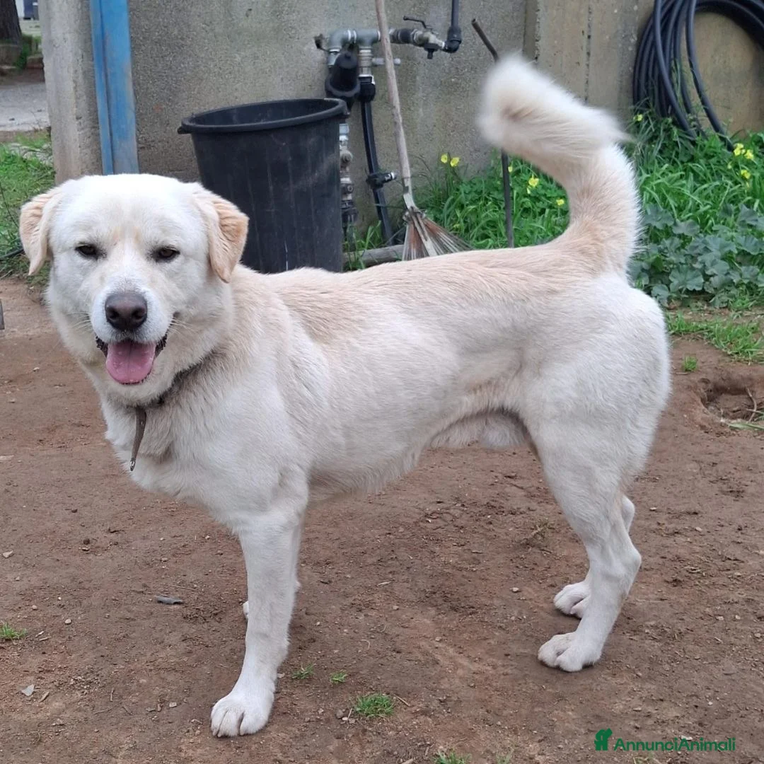Meticcio cani in regalo: WATSON💙-dolce e allegro, nessuno chiama per lui🥲 - Annuncio 4