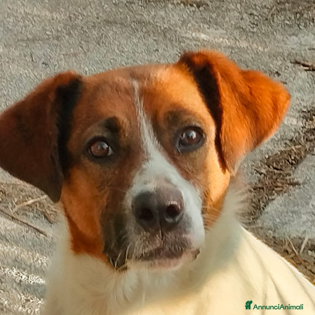 Meticcio cani in regalo: ALMA, CAGNA PEZZATA - Annuncio 1