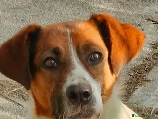 Meticcio cani ALMA, CAGNA PEZZATA - Annuncio 33