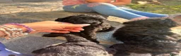 Barboncino cani in vendita: Barboncino nano - Annuncio 7